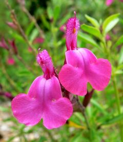 Salvia greggii 'Coronado Pink'