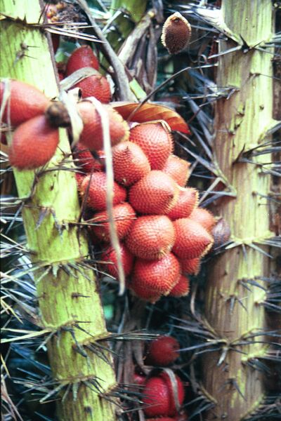 File:ThaiSalak-fruitlovers.jpg
