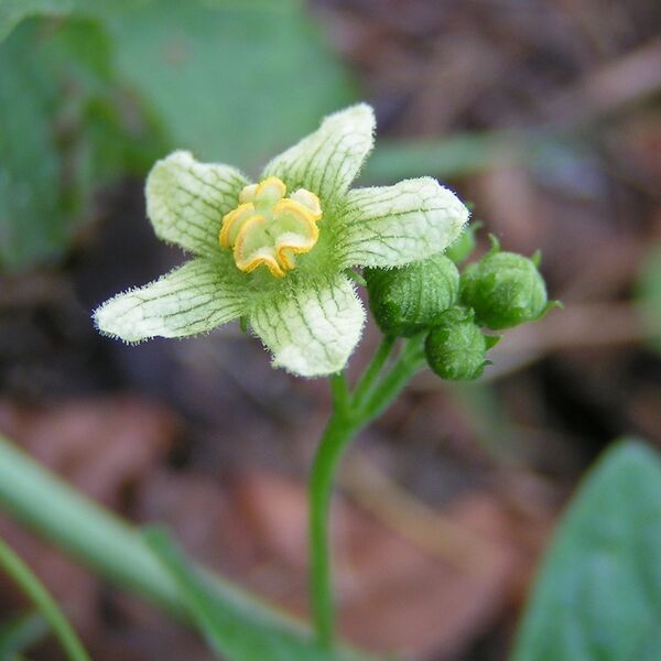 File:White bryony male close 800.jpg