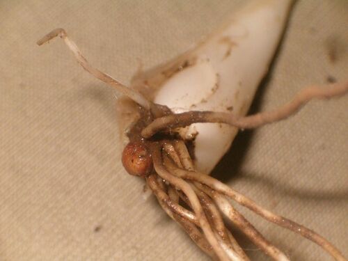 Wild Leeks Bulb.jpeg