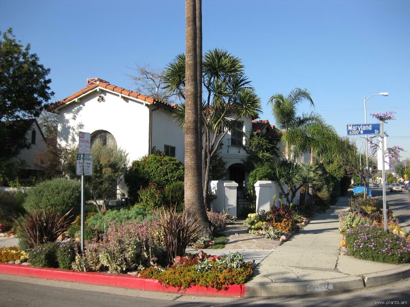 File:Xeriscape-IMG 1494 la09.jpg