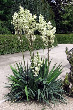 Yucca flaccida.jpg
