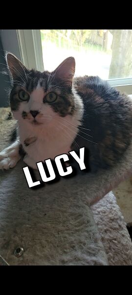 File:Don Cohen Lucy.jpg