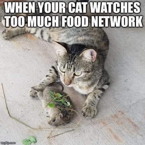 File:CatWatchesFoodChannel.jpg