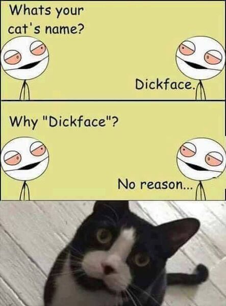 File:CatDickface.JPG