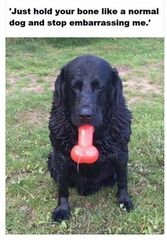 DogWithBone.jpg