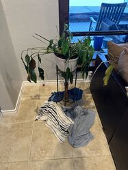 HA-SadPlant.jpeg