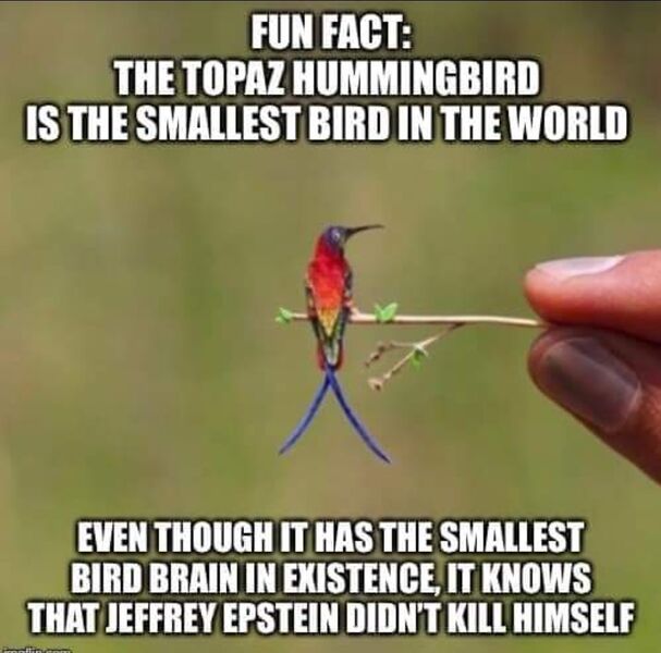 File:HummingbirdEpstein.jpeg