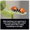 LadybugsSex.jpg