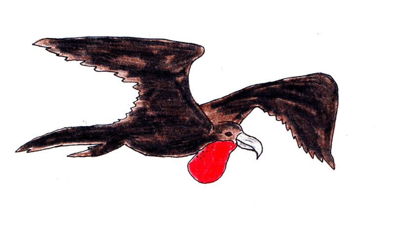 File:Magnificent Frigatebird.png