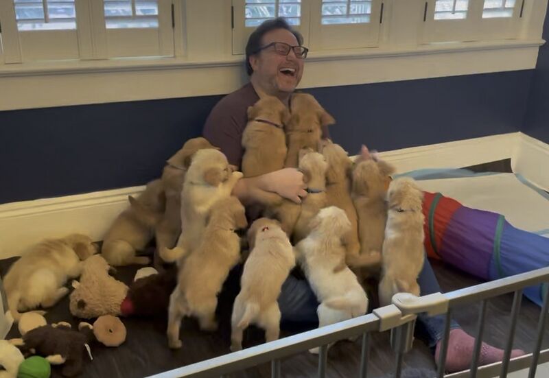 File:Puppy-pile-petting-zoo-photo.jpg