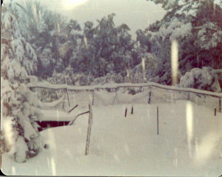 garden_in_snow.jpg