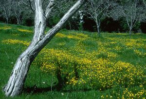 Orchard