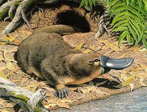 Platypus1.jpg