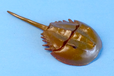 Kaiyodo Furuta Chocoegg 2 Tri-spine Horseshoe Crab.jpg