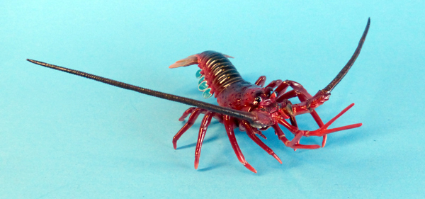Kitan spinyl obster.jpg