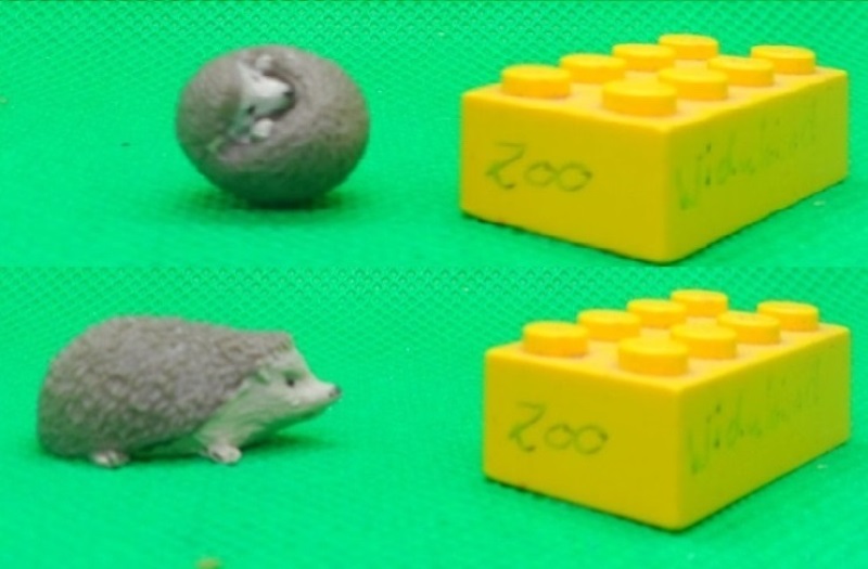 File:PPI hedgehog Widukind.jpg