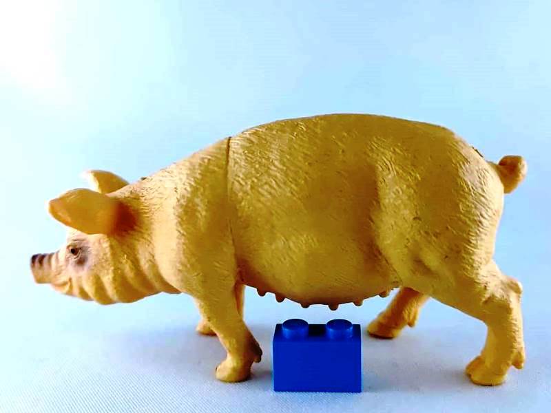 File:TM 2011 Pig 2072-P1 left.jpg