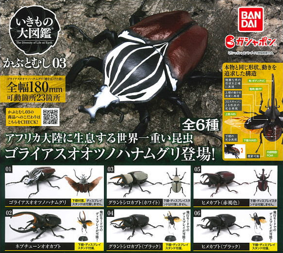 File:The Diversity of Life on Earth - Beetle 3.jpg