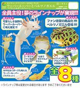 Nature Technicolor Frogs & Axolotl