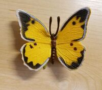 Southern Dogface Butterfly