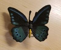 Common Green Birdwing