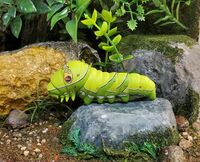Asian swallowtail larva