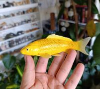 Mojo 381105 Koi Carp - Kin Matsuba