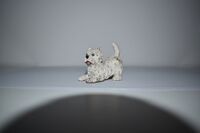 West Highland White Terrier puppy