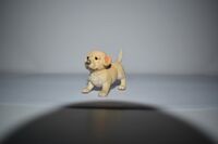 Labrador Retriever puppy