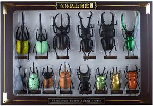 Rhinoceros and stag beetles