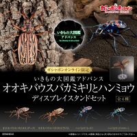 Large-horned and Tiger beetles