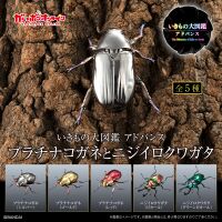 Platinum scarab and Rainbow stag beetle