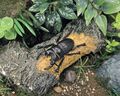 Aegus platydon