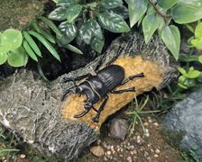 SEGA Standard Series Aegus platydon