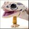 African fat-tailed gecko.jpg