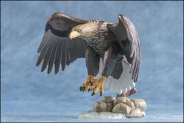 Asahiyama 5 White-tailed Sea Eagle 2.jpg