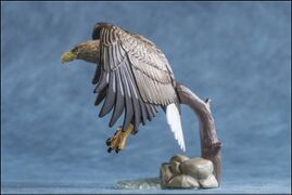 Asahiyama 5 White-tailed Sea Eagle 3.jpg