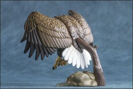 Asahiyama 5 White-tailed Sea Eagle 4.jpg