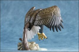 Asahiyama 5 White-tailed Sea Eagle 6.jpg