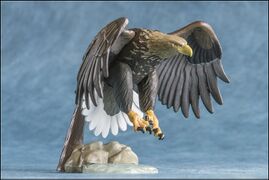 Asahiyama 5 White-tailed Sea Eagle 7.jpg
