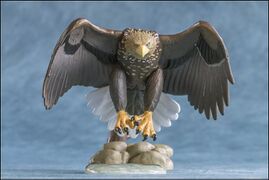 Asahiyama 5 White-tailed Sea Eagle 8.jpg