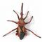 Assassin bug thumb.jpg