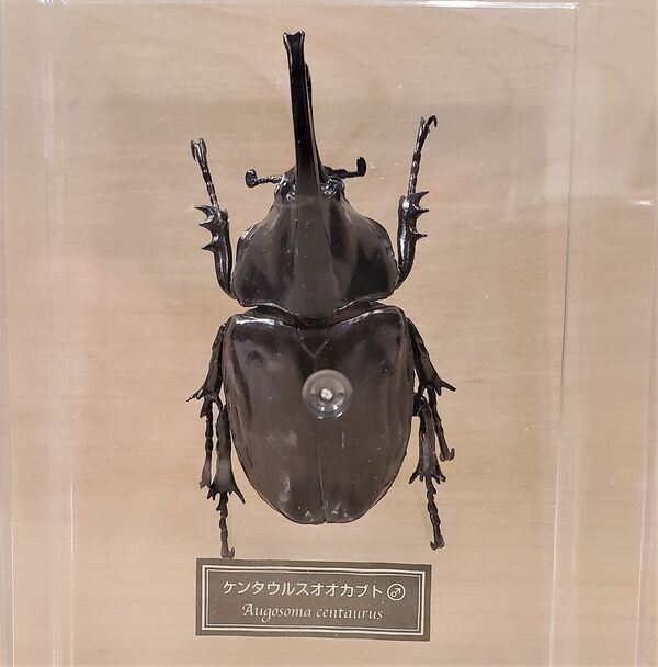 Augosoma centaurus DeAgostini.jpg