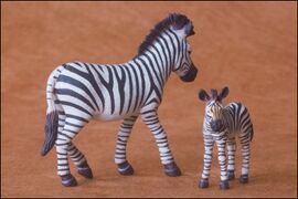 Bandaï Zebra & foal 5.jpg