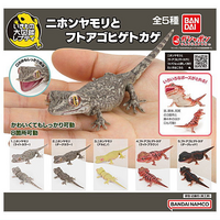 Japanese Gecko and Bearded Dragon
