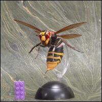 European hornet, Vespa crabro