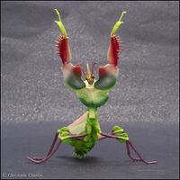 Devil's flower mantis