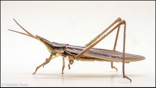Bandai DoL Giant Mantis and Short-horned Grasshopper Acrida cinerea brown