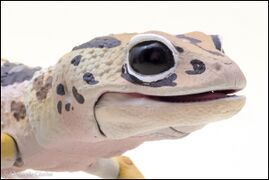 Bandai DoL Advanced Lizards West African fat-tailed gecko 10.jpg
